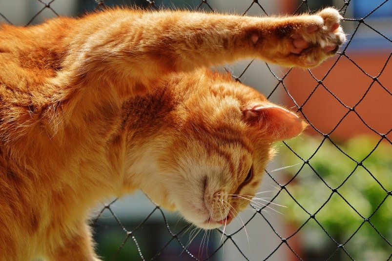 Ваши знания коту под хвост, если не сможете продолжить эти 7 русских пословиц - ТЕСТ