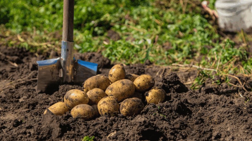 Проверка посадочного картофеля: новый способ от фермера — 1 приём заменяет 3 обработки