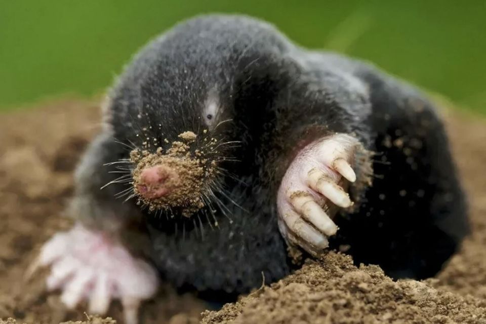     : 7     