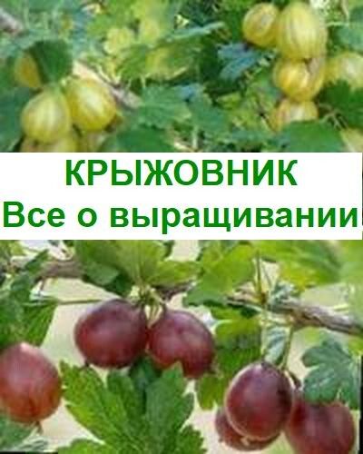Крыжовник: секреты успешного выращивания и его невероятная урожайность