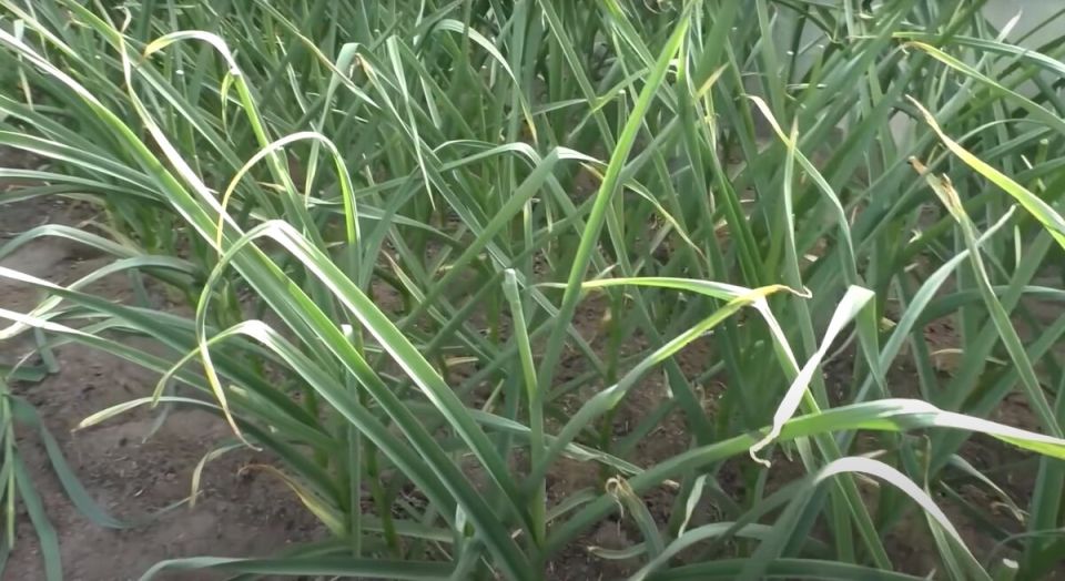 Как правильно подкормить чеснок в июне для богатого урожая