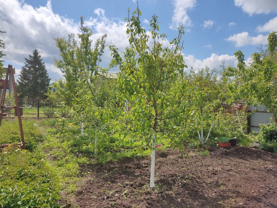 Советы по обрезке плодовых деревьев: как улучшить урожай и красоту сада