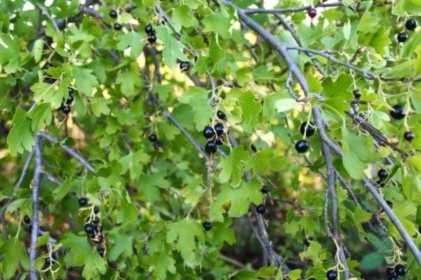 Смородина: какие сорта выбрать для вашего сада в 2025 году