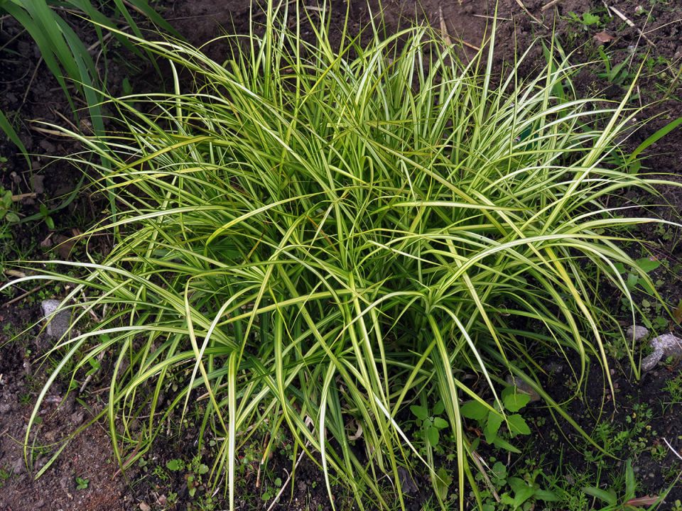 Устойчивые и красивые: шаровидные злаки, способные изменить ваш сад