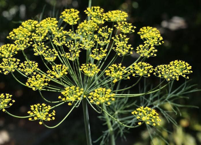 Почему укроп начинает стеблеваться и как этого избежать?