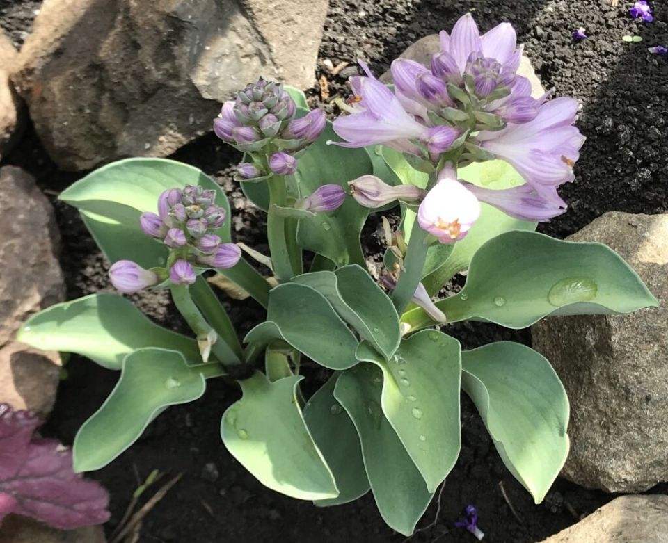 Магия хосты: как вырастить эту зелёную красавицу в домашних условиях