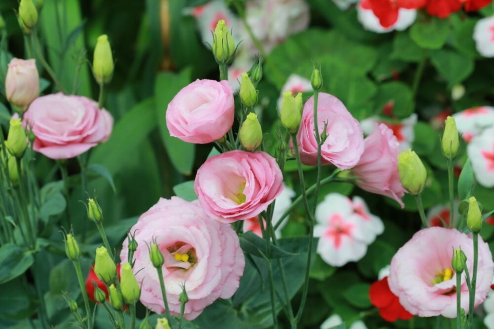 Готовим цветочные шедевры: советы по посеву семян в январе