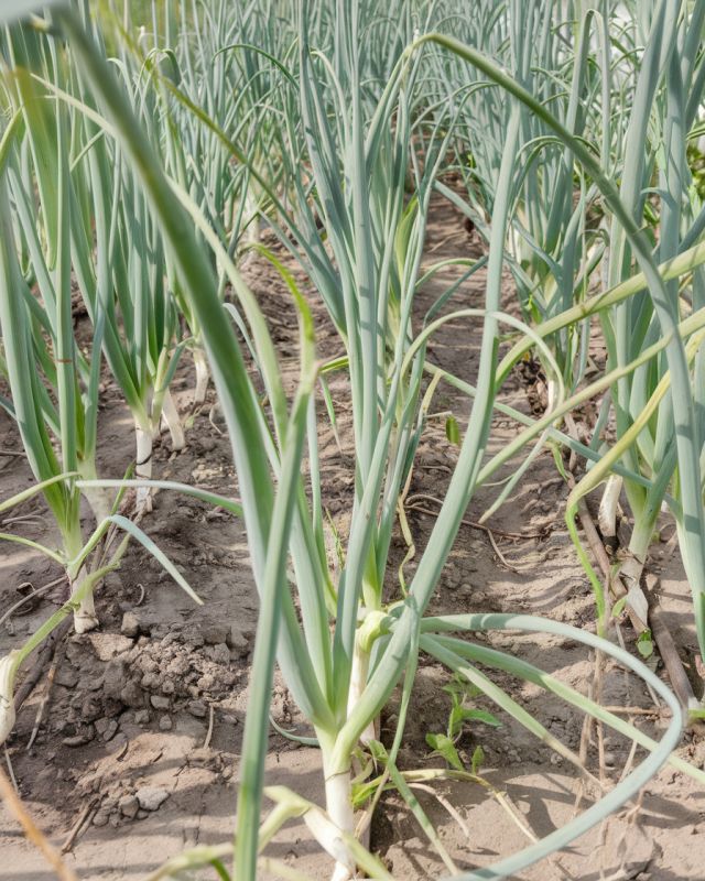 Как добиться гигантских луковиц и изумрудного пера в июле: проверенные агрономические секреты