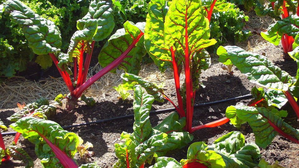 Секреты успешного выращивания крупной свёклы