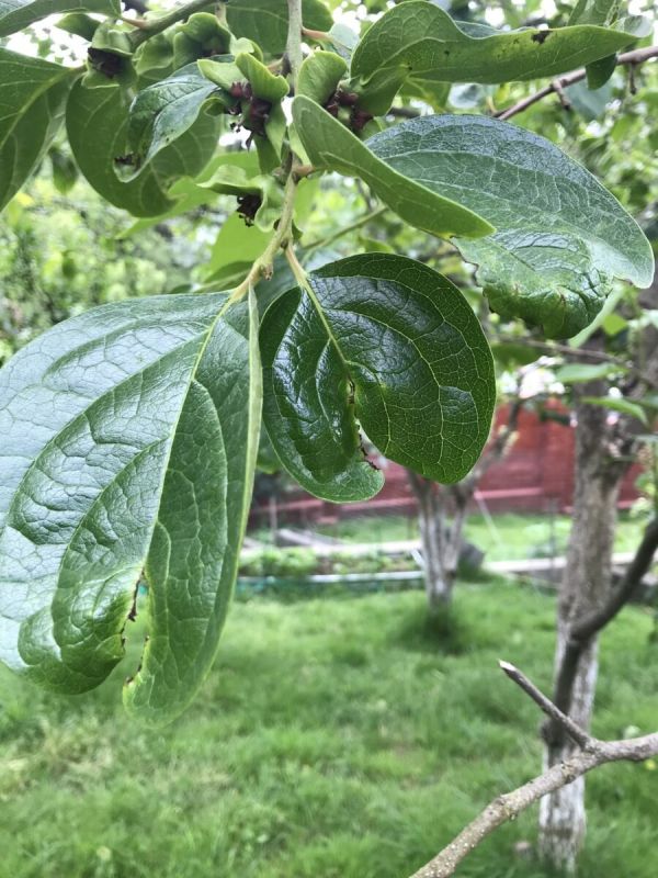 Советы по борьбе с черной пятнистостью хурмы