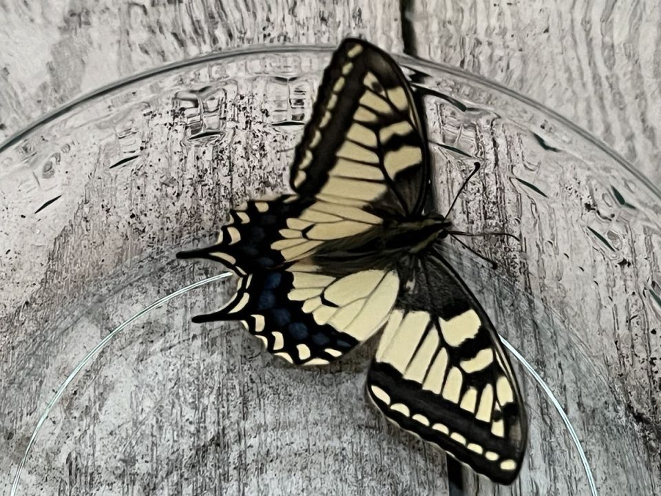 Садовые секреты: 10 важных терминов на букву Б