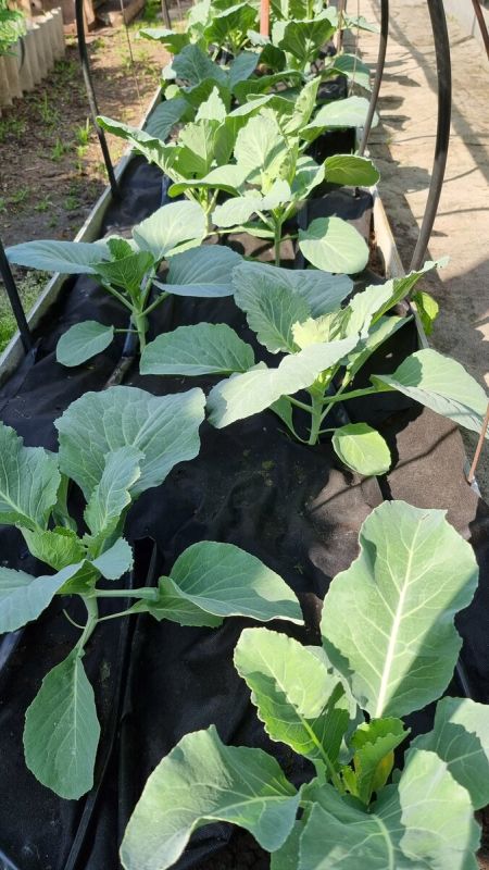 Как добиться идеального урожая капусты в жаркие летние дни