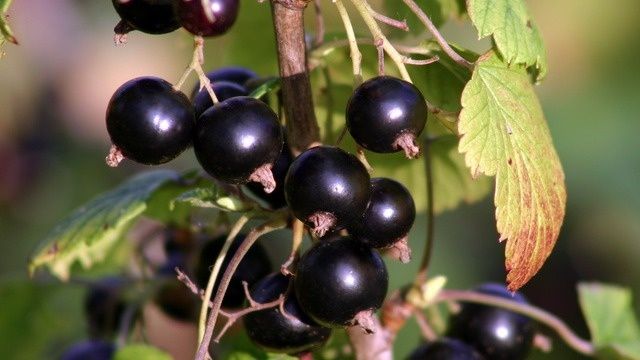 Август – секретный ключ к богатому урожаю смородины