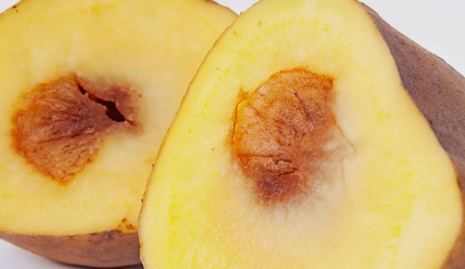 Причины дуплистости картофеля и как этого избежать