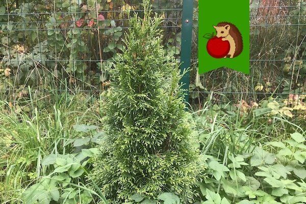 Туя: как ухаживать за вечнозелёным любимцем сада