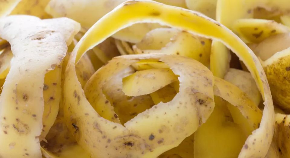 Секреты крепкой рассады: как старый метод с дрожжами и картофельными очистками удивил огородников