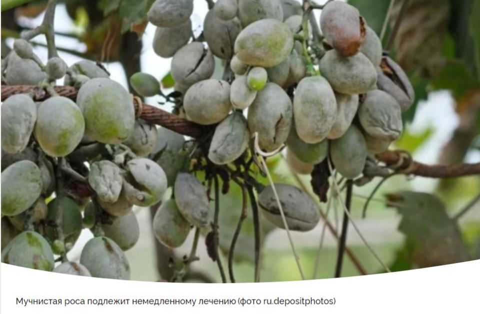 Эффективные народные методы борьбы с мучнистой росой