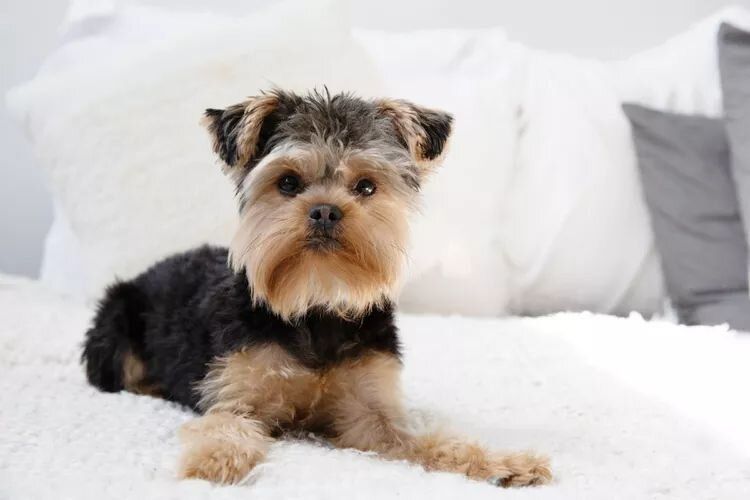 Как избавиться от стойкого запаха собаки в доме: простые советы для владельцев