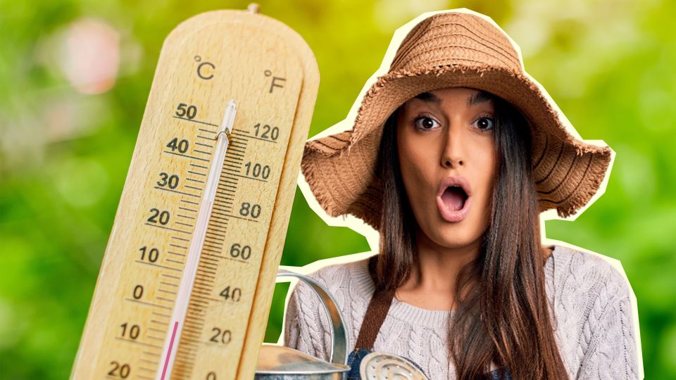 Посадки выстоят после повторных заморозков: перед похолоданием сделайте с ними вот что