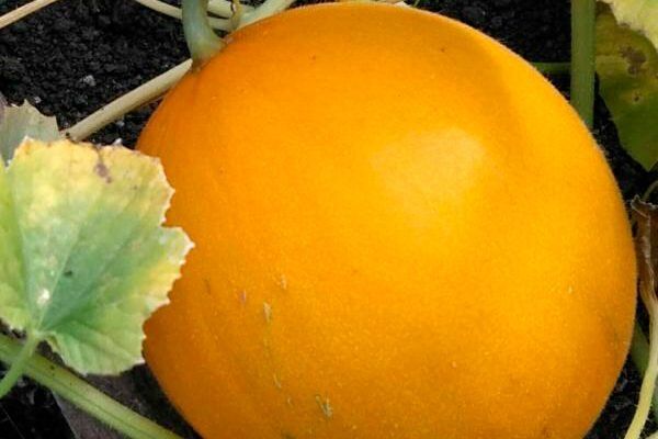 Сладкий успех: как вырастить дыню Апельсинку в вашем саду