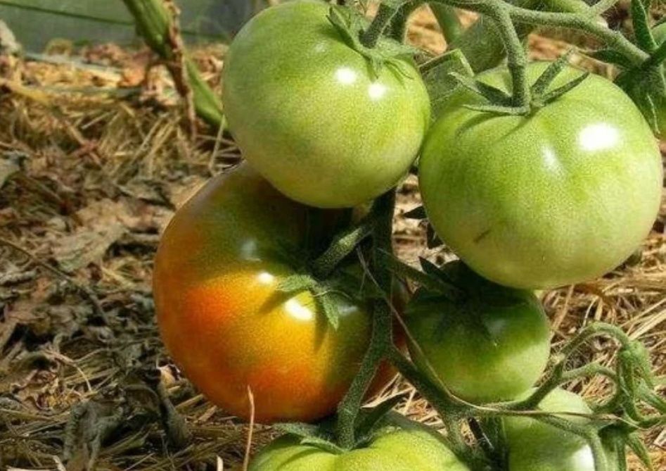 Июль в теплице: секреты успешного ухода за томатами для богатого урожая