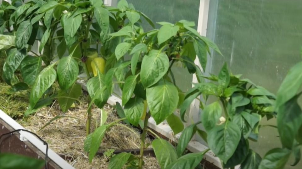 Как правильно сеять перцы на рассаду: советы для успешного урожая