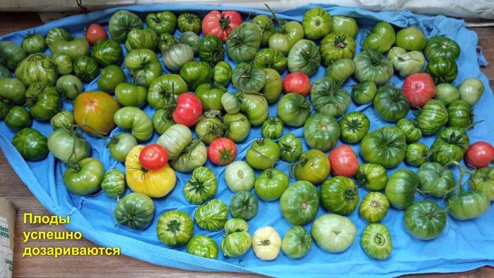 Дозаривание томатов: секреты успеха для вашего урожая