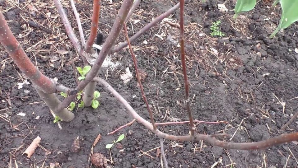 Яблоня под морозами: как распознать и спасти растение