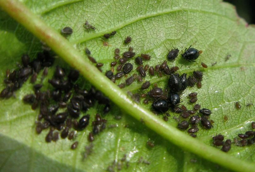 Тля больше не проблема: три эффективных средства для борьбы с вредителями на даче