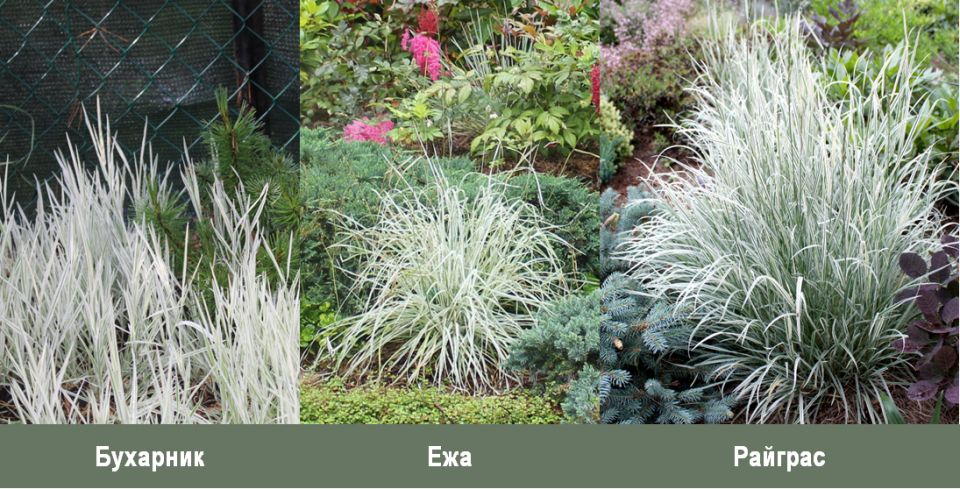 Три белоснежных злака для вашего сада
