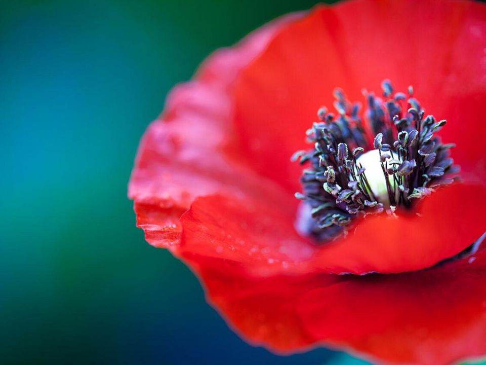 Опасные растения: что не стоит сажать в своём саду