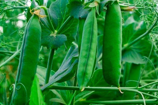 Горох Афилла: идеальный выбор для садоводов и гурманов