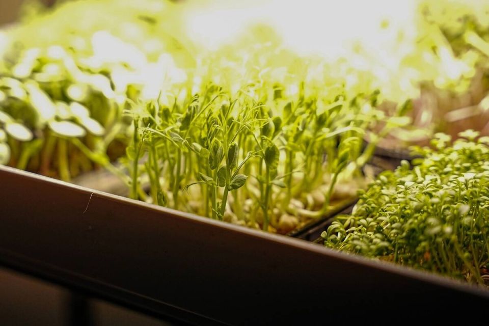 Микрозелень: выбор, выращивание и польза для здоровья