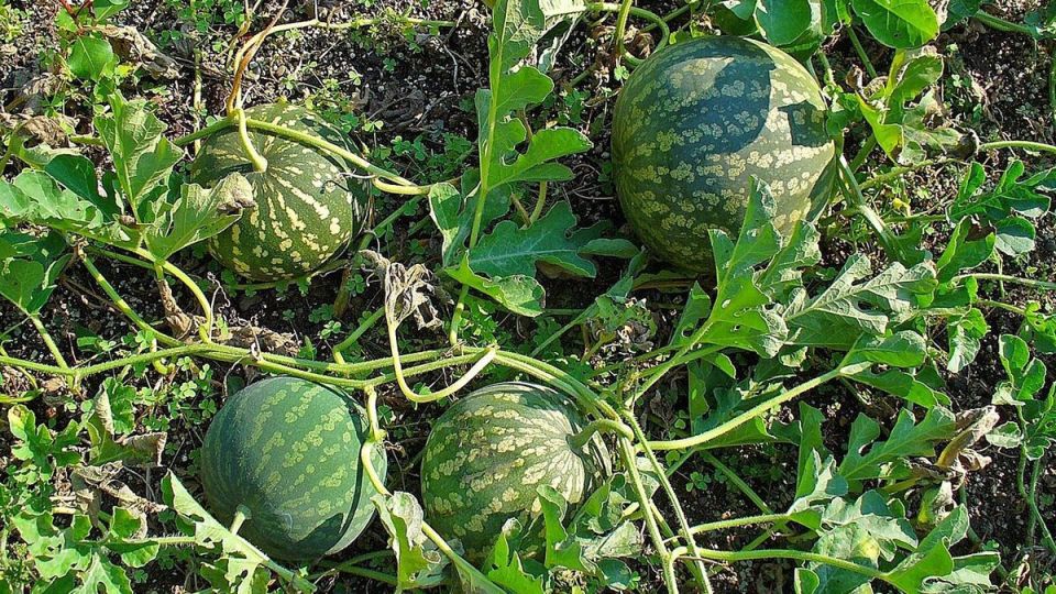 Оптимальное расстояние для посадки арбузов