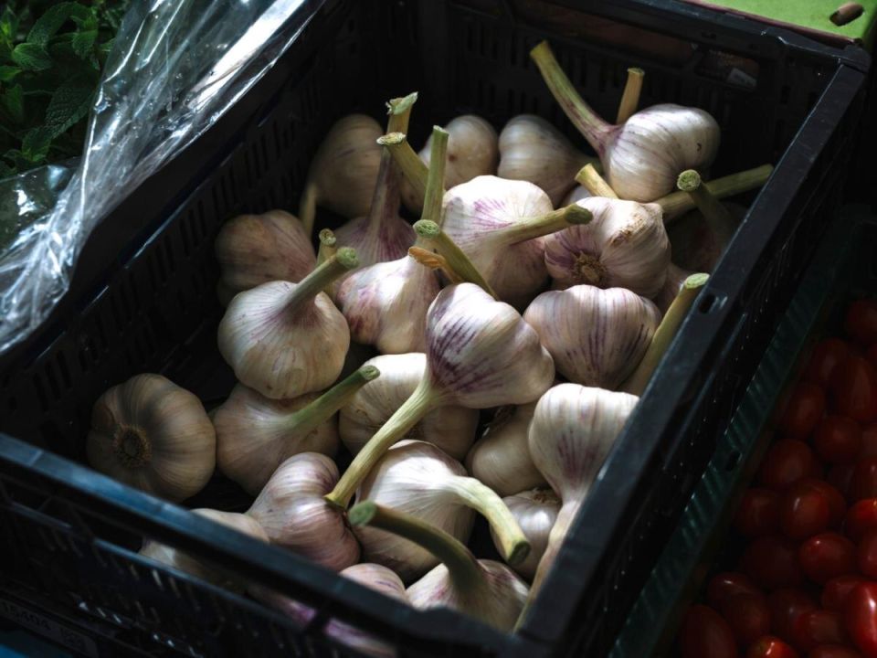 Секреты успешного выращивания чеснока: когда, как и какие ошибки не допускать