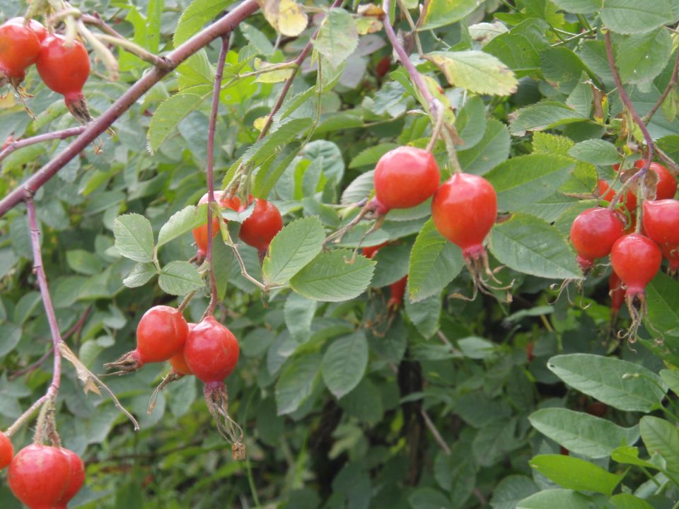 Шиповник: секреты заваривания, которые сохранят все витамины