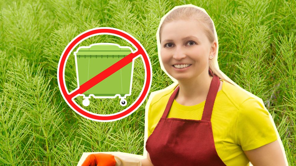 Этот сорняк станет главным защитником от вредителей на даче: не спешите выбрасывать