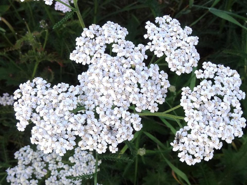 Сорняки с огорода: неожиданное лекарство от зимней хандры