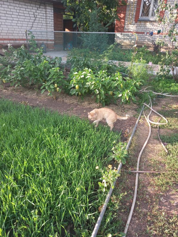 Как защитить томаты от фитофторы: советы и эффективные методы