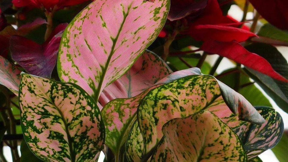 Аглаонема: ключ к уюту и здоровью в вашем интерьере