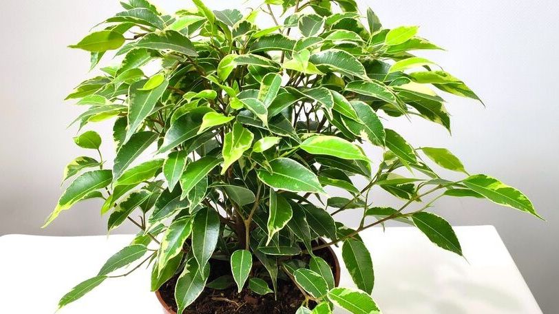 Секреты идеального фикуса бенджамина