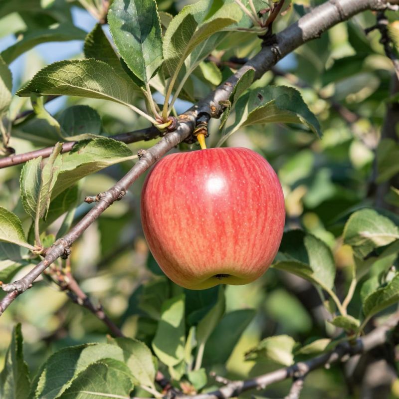 Как тайны под землёй влияют на будущий урожай
