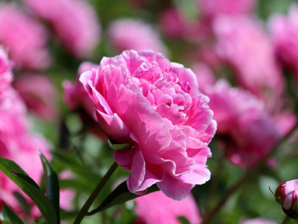 Как вернуть цветение пиона: секреты активации корней