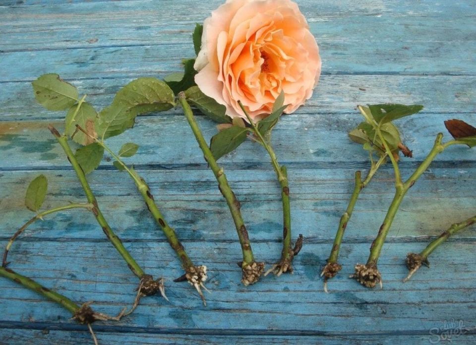 Как успешно укоренить черенки роз: 4 проверенных метода осеннего размножения