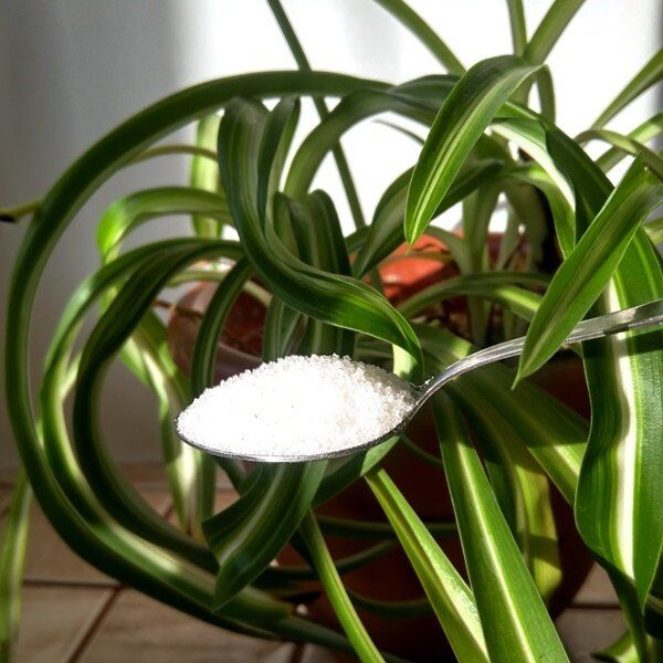 Сахар для комнатных растений: натуральная подкормка или источник проблем?