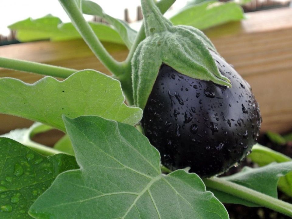 Секреты успешного выращивания баклажанов: подпитка для сочного урожая