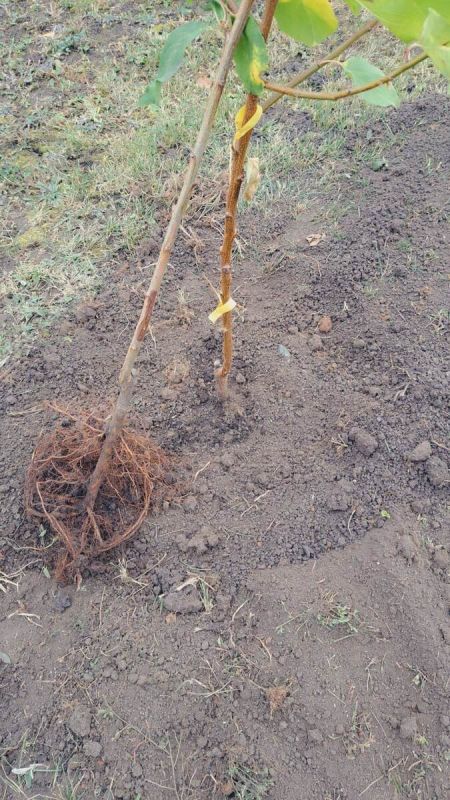 Как правильно сажать саженцы на сильнорослых подвоях: секреты успешной посадки