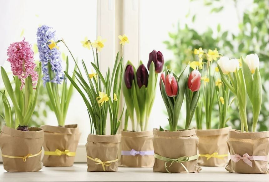 Вдохните весну в свой дом: советы по выгонке луковичных на подоконнике