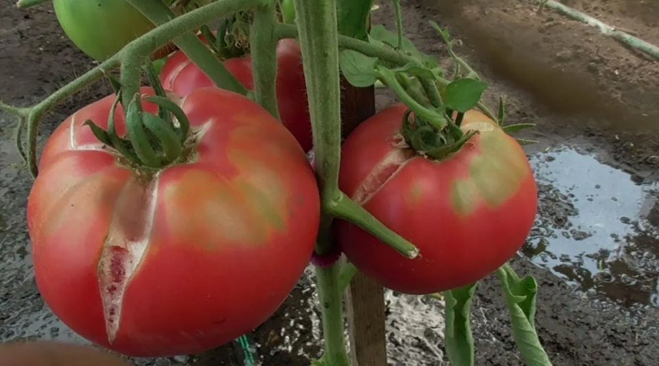 Почему помидоры трескаются: разбор причин и методы предотвращения