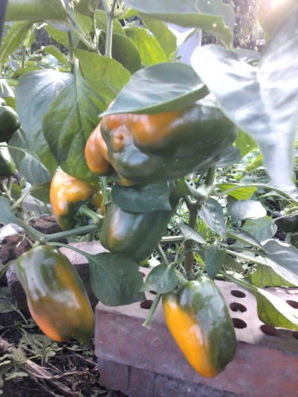 Сладкий перец: идеальные сорта для вашего огорода в 2025 году